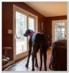 Photo for Sliding glass dog door