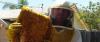 Photo for Beehive removal services