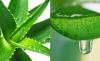 Photo for Aloe Vera Extracts Market - Industry Research Report upto 2022
