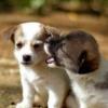 Photo for Margale Pet Resort
