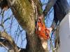 Photo for Woods Tree Service