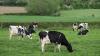 Photo for Dairy Herd Management Market Trends, Growth Analysis and Forecasts