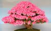 Photo for Bonsai tree care services