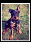 Photo for Dog Boarding & Daycare Kennels in Reston and Ashburn VA