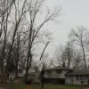 Photo for Thompson Tree Services