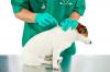 Photo for Global Animal Healthcare Market analysis and Value Chain 2015 - 2020
