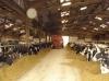 Photo for Cattle Feed Market and crop farming concepts could be smarter and deeper than we can see.