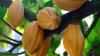 Photo for Know about Cocoa Nutritional Facts