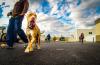Photo for Joey Luke's Dog Training