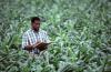Photo for Global Food Security Technologies Market to Benefit from Increasing Application in Agriculture Industry