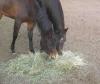 Photo for Brazilian Animal Feed Additives Market to be Driven by Rising Demand for Dairy Products and Meat