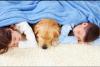 Photo for Woodland Hills Best Carpet Cleaning