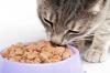 Photo for Southeast Asia Pet Care Market to Grow at a CAGR of 6.8% from 2014 to 2020, Driven by Pet Humanization in the Region: FMI Estimates