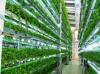 Photo for Vertical Farming Market: gaining prevalence from hobbyists for indoor farming in cities.