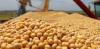 Photo for Soybean Derivatives Market size and Key Trends in terms of volume and value 2014-2020