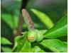 Photo for MUTUBA SEED MANHOODENLARGER +27710691249