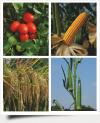 Photo for Global Bio Seeds market to Reach 36.5 billion by 2020, Growing at CAGR of  9.5% by 2020