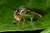 Photo for BioControl Agents market: reduce the need of pesticides and thus no toxic effect.