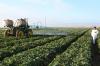Photo for Insecticides Market - Global Industry Perspective, Comprehensive Analysis and Forecast, 2015 – 2021