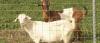 Photo for Goat fencing service