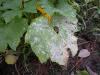 Photo for SMR:Fungicides Market Volume Forecast and Value Chain Analysis 2015-2021