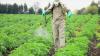 Photo for Herbicides Market stabilizing owing to rising laws on chemical ingredients in herbicides.