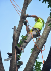 Photo for New Rochelle Tree Service