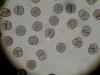 Photo for Cell and Tissue Culture Supplies : Size, Application Analysis, Regional Outlook to 2014 - 2020