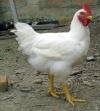 Photo for Processed Poultry & Meat Market driven by India’s livestock wealth which is growing at 6% per annum.
