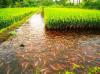 Photo for Aquaponics Market: encouraging hydroponic farming growth for healthy fish rearing for food supplies.