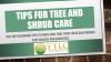 Photo for Tips for Tree and Shrub Care