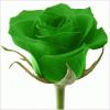 Photo for Green Rose Health care services