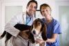 Photo for New report to study the Global Animal Healthcare Market share, size 2020