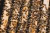 Photo for Apiculture Market: specialized products for apiary developed by dadant for bee farming through 2020.