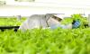 Photo for Food Security Technologies Market - Global Industry Perspective, Comprehensive Analysis and Forecast 2015-2021