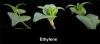 Photo for Ethylene Market Segments, Opportunity, Growth and Forecast By End-use Industry 2015-2021