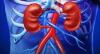 Photo for Kidney Function Tests Market - Global Industry Perspective, Comprehensive Analysis and Forecast, 2015 – 2021