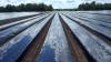 Photo for Mulch Film Market will expect to reach USD 4.2 Billion by 2021, growing at a CAGR 6.3% between 2016 & 2021. 