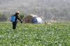 Photo for Biopesticides Market - Global Industry Perspective, Comprehensive Analysis and Forecast, 2015 – 2021