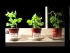 Photo for Plant Growth Regulators Market- out bursting global population directly boosting demand for market.