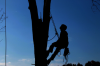 Photo for Rock Hill Tree Service