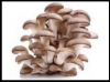 Photo for Mushroom Market Professional Survey  Global Analysis & 2021 Forecast Report