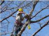 Photo for Arvada Tree Care