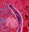 Photo for Infectious Disease Diagnostic Market is set to register highest CAGR by 2024