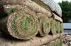 Photo for Forage Inputs Market sales goes hand in hand with statistics of global meat consumption.