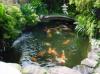 Photo for Koi pond services