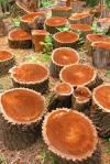 Photo for Milwaukee Stump Removal