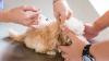 Photo for Animal Antimicrobials and Antibiotics Market: Increase in the companion animal ownership drives the growth of this market by 2015 - 2021