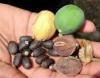 Photo for Global Bio Seeds Market is Estimated to Expand at a CAGR of 9.5% from 2015 to 2021