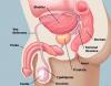 Photo for Penile Cancer Market: Global segment forecast,trend,price and demand, 2015 – 2021